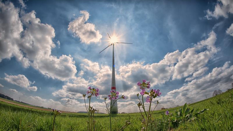 Windräder auf einer Wiese