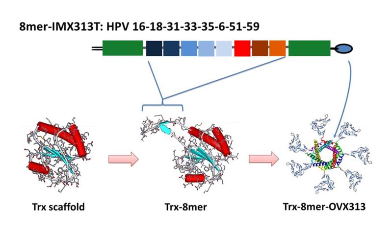 Entwurf des prophylaktischen Impfstoffantigens, das vor fast allen krebserregenden HPV sowie einer Reihe von sogenannten „low risk“-HPV schützt.