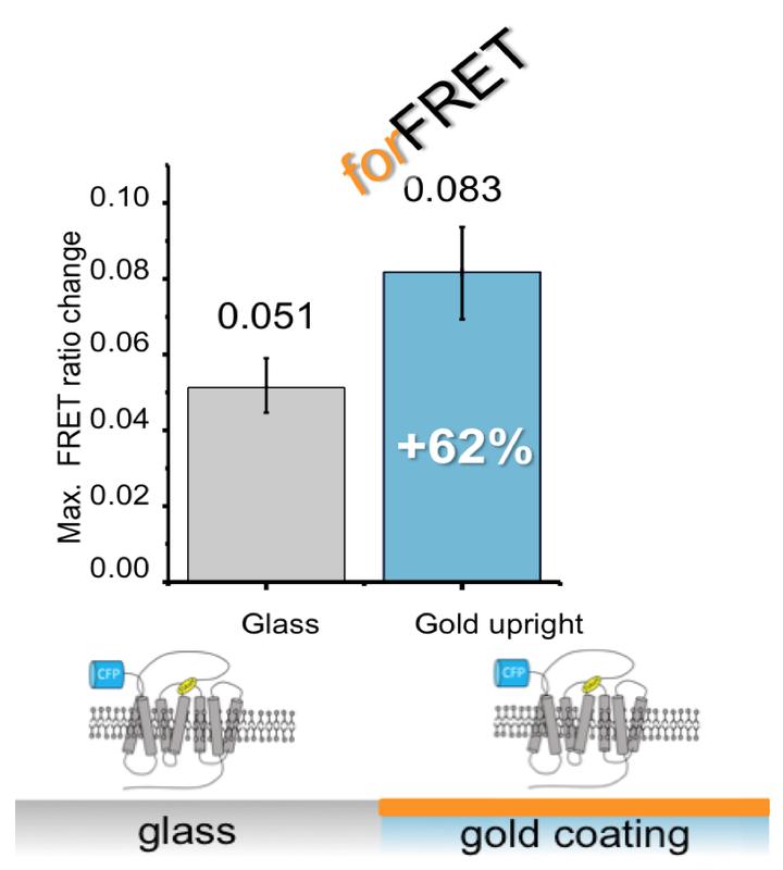 Auf beschichteten Deckgläsern kann um 62% erhöhte dynamische FRET-Antwort zwischen den inaktiven und aktiven Zuständen beobachtet werden.