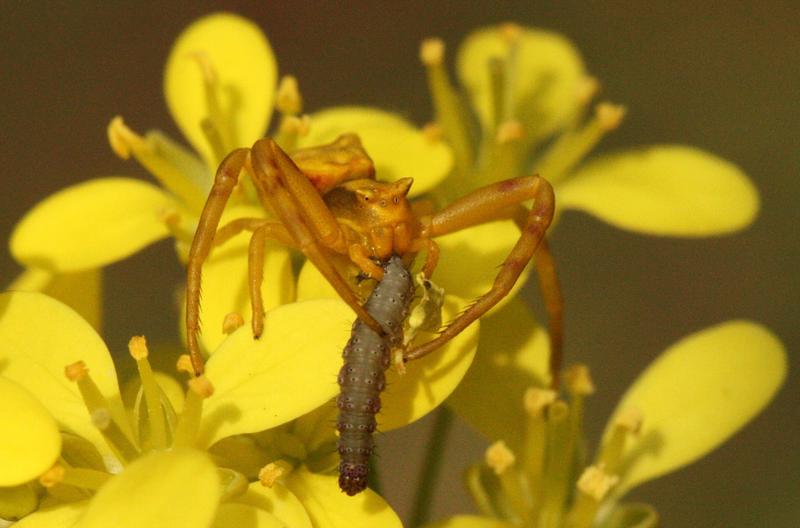 Indem Krabbenspinnen Raupen fressen, helfen sie der Blütenpflanze.