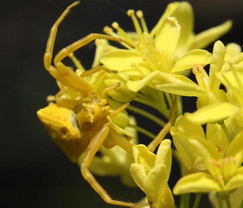 Crab spiders sitting on the flowers keep away bees and also plant-eating insects from visiting the plants.