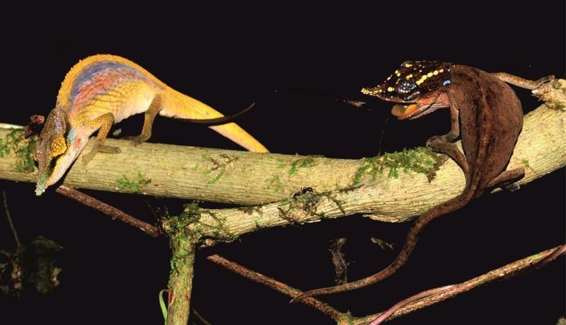 When a male Calumma uetzi meets an unreceptive female: While the male puts on a show of colour, the female darkens, develops contrasting patterns on her head and threatens the male with open mouth.