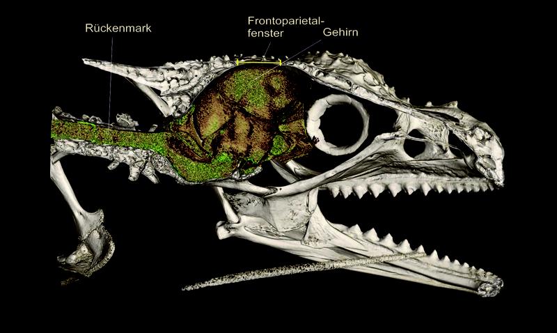 The brain of Calumma gehringi is visualised by micro-CT scan within the skull, revealing its position below the so-called ‘frontoparietal fenestra’, the function of which remains unclear.