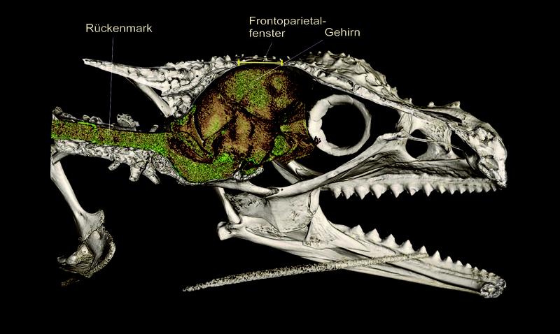 Ein Micro-CT-Scan von Calumma gehringi offenbart ein großes Loch im Schädel direkt über dem Gehirn, das sogenannte das Frontoparietalfenster, das bei vielen bergbewohnenden Chamäleons entdeckt wurde.