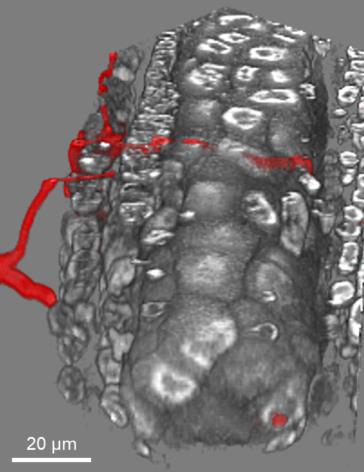 3D-Darstellung eines mit Ustilago maydis infizierten Mais-Staubbeutels. Maiszellen sind in grau dargestellt, Ustilago maydis-Hyphen sind rot gefärbt.