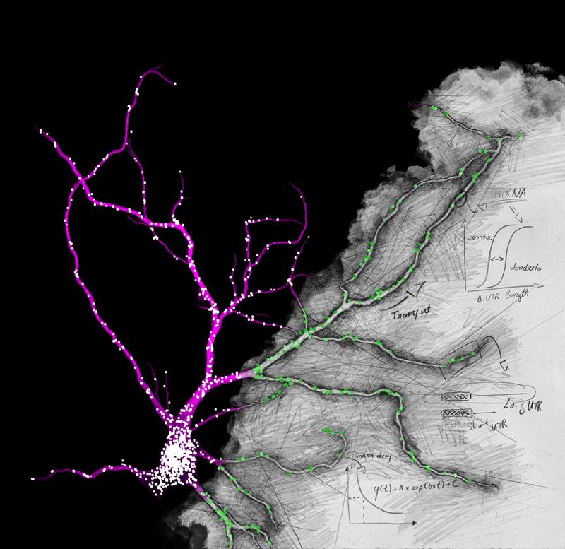 Fluorescence in situ hybridization against the unique sequence of the long 3’ untranslated region of Camk2a in a hippocampal neuron.