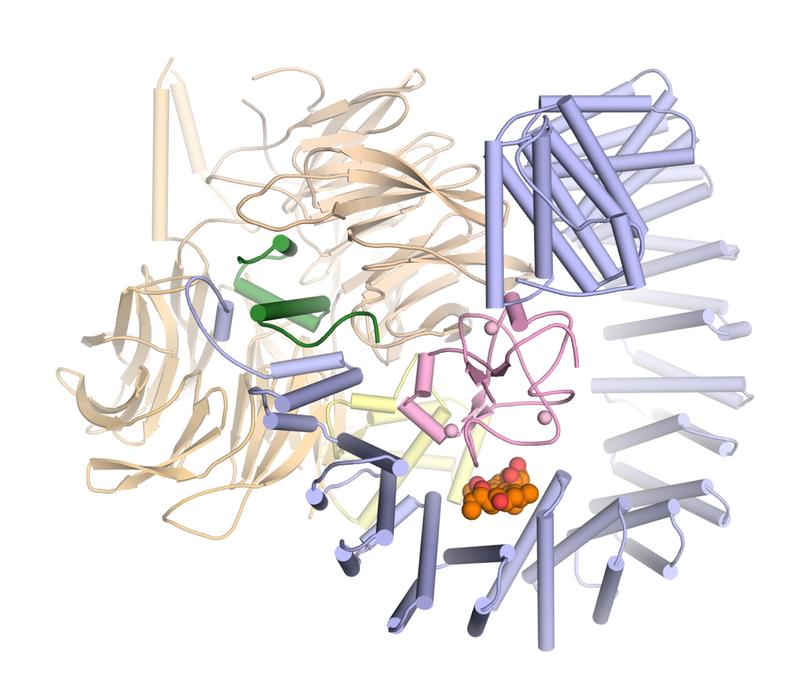 Three-dimensional structure of SF3B in complex with the active agent pladienolide B (orange and red). 