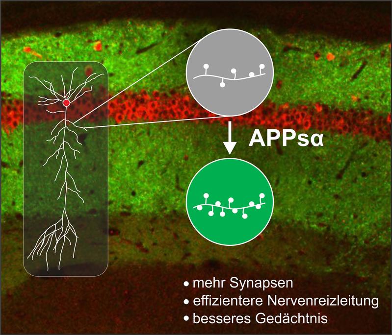 Neuroprotektive Rolle von APPsα (siehe Text) 