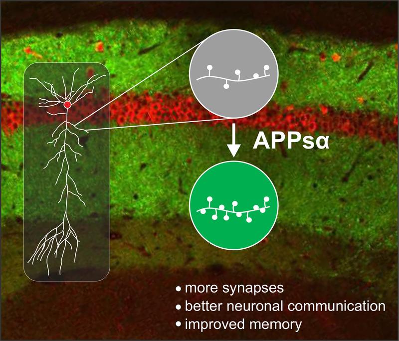 Neuroprotective role of APPsα (see text)