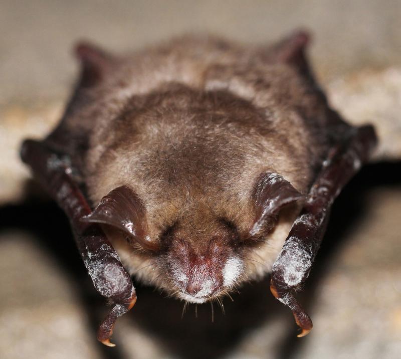 Mit dem Pilz Pseudogymnoascus destructans infizierte Fledermausart Myotis myotis in einem Winterquartier in Greifswald.