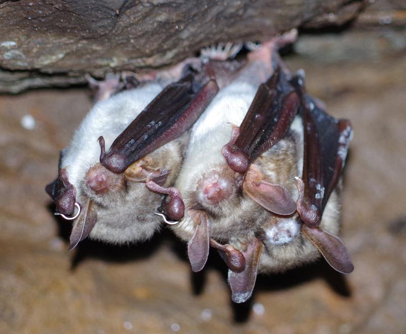 Winterschlafende, mit dem Pilz Pseudogymnoascus destructans infizierte Fledermäuse (Myotis myotis) im Harz.