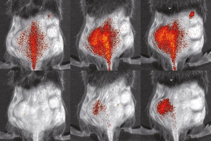 Immune cells (red) in a mouse. Top: genetically unmodified cells. Bottom: cells lacking the VLA4 protein. Images were taken 3 hours (l.), 24 hours (m.) and 48 hours (r.) after cell injection.