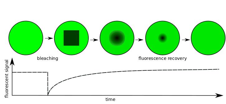 In FRAP assays, the time that fluorescent molecules need to replenish a bleached-out area is measured, basically assessing how quickly a dark sample area turns bright again. 