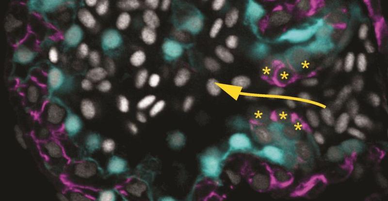 Ausformung der Herzklappen durch den Blutfluss (Pfeil). Blutzellen strömen im atrioventrikulären Kanal des Zebrafischherzens an der luminalen Seite der Herzklappen vorbei (Sterne)