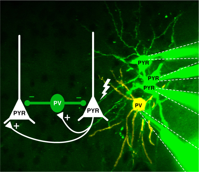 Das Team um Poulet hat gezeigt, dass Pyramidenzellen einzelne Signale erzeugen, die PV-Interneurone aktivieren. Diese wiederum hemmen Pyramidenzellen, die den Prozess angestoßen haben