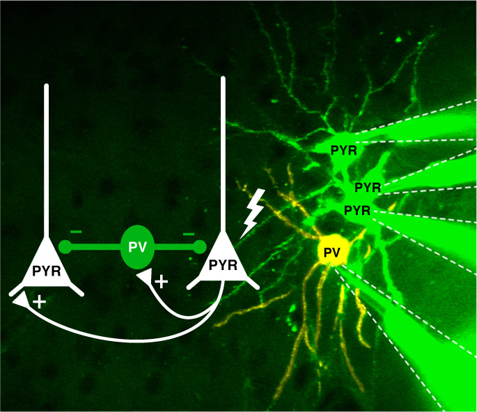 The Poulet lab shows that pyramidal cells generate single signals that activate PV interneurons. These cells, in turn, stimulate other nerves but inhibit their firing, including the pyramidal cells