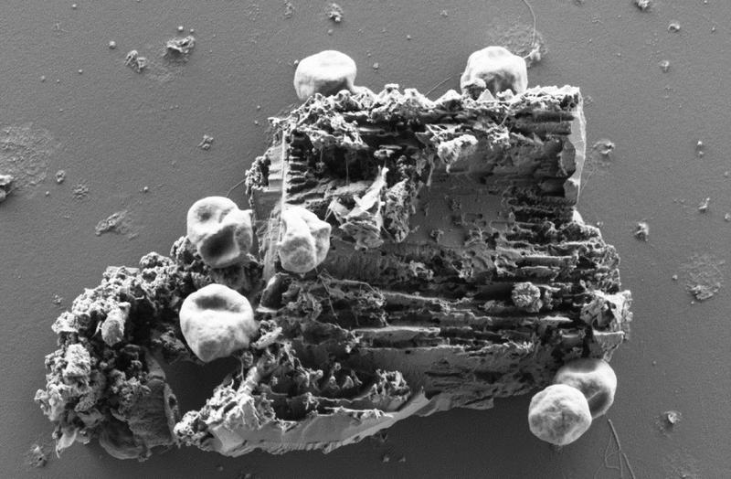 Sieben rundlichen Zellen des Archaeums Pyrococcus furiosus heften an authentisches Martial eines schwarzen Rauchers mittels ihrer Flagellen an.