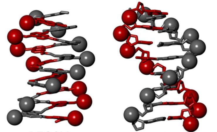 Darstellung einer Doppelhelix (rechts) und einem Imitat (links), bestehend aus einem einzelnen Helixstrang, auf dessen Oberfläche zwei Netze negativer Ladungen (graue und rote) aufgebracht sind