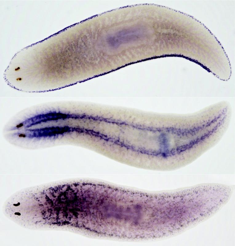 Visualisierung der Boten-RNA, exprimiert in der Epidermis (oben), im Gehirn und den Nerven (Mitte) und den sekretorischen Zellen (unten) der Planarien. Die Dunklen Flecken sind die Augen des Tieres.