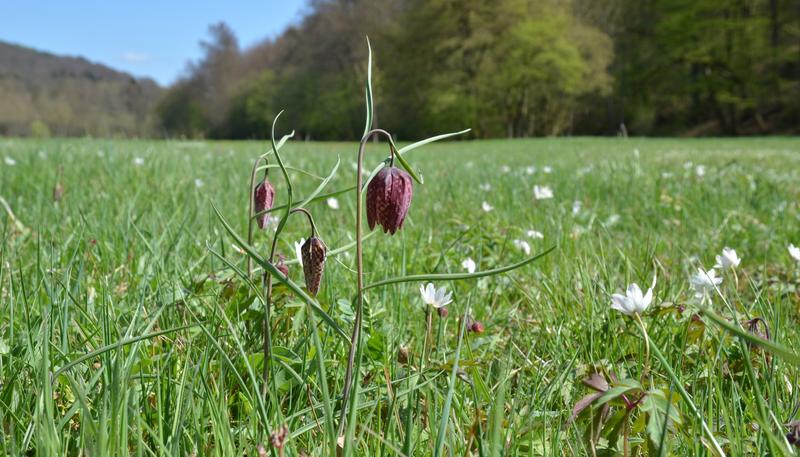  Feuchtwiese mit Schachbrettblume (Sinngrund, Unterfranken) 