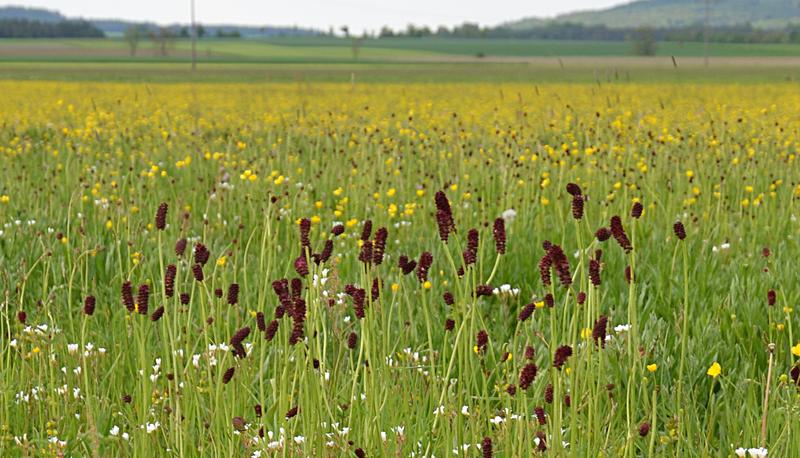  Feuchtwiese mit Großem Wiesenknopf (Mittelfranken) 