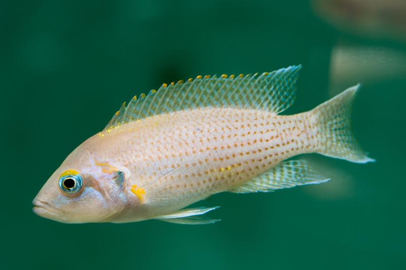 Female cichlid fish switch to filial cannibalism after longer periods without eggs.