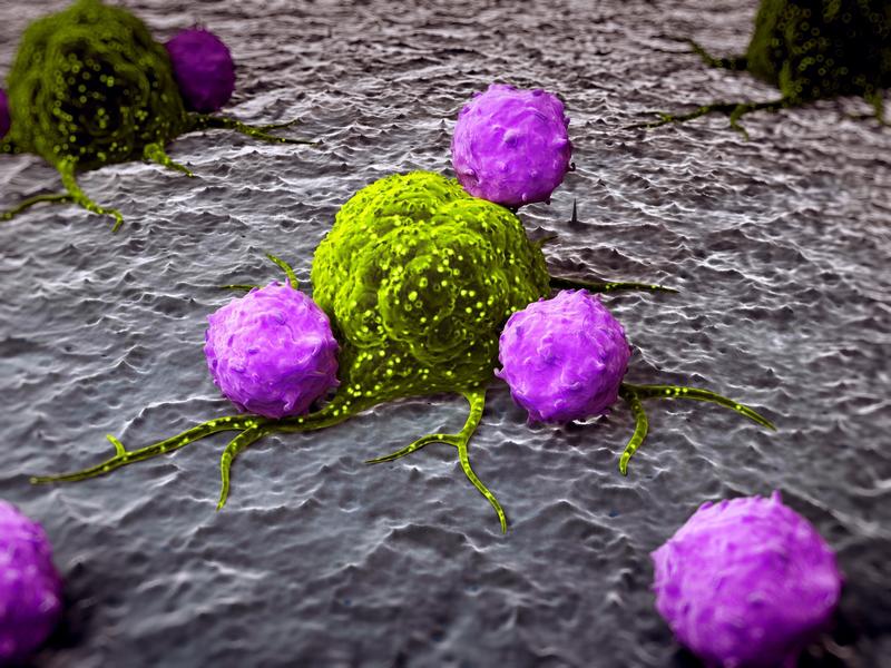 Die Aufnahme zeigt drei Leukozyten, die eine Krebszelle angreifen. 