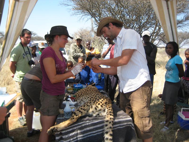 Anbringen eines GPS-Halsbandes und Blutabnahme von einem narkotisierten Gepard in Namibia