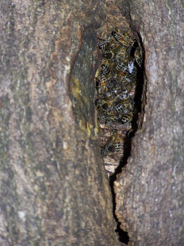 Wildlebende Honigbienen in einem Baum.