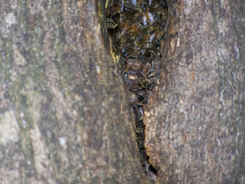 Wildlebende Honigbienen in einem Baum.