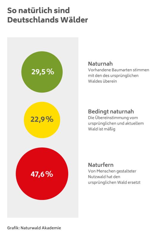 Vergleich von naturnahen und naturfernen Wäldern in Deutschland
