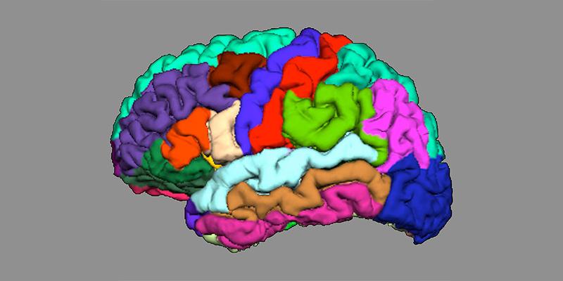 Die Anatomie unseres Gehirns kann Hinweise auf die Entstehung von Psychosen liefern. Vereinfachte Darstellung der kortikalen Faltung in verschiedenen Hirnregionen. 