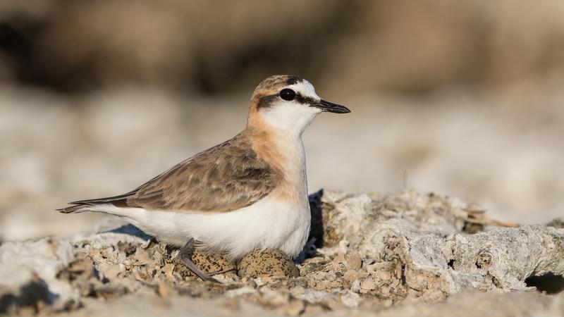 Hirtenregenpfeifer (Charadrius pecuarius) aus Madagaskar