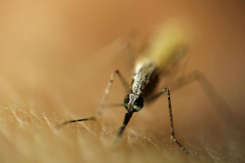 Anopheles-Moskito beim Blutsaugen. So kann Malaria übertragen werden.