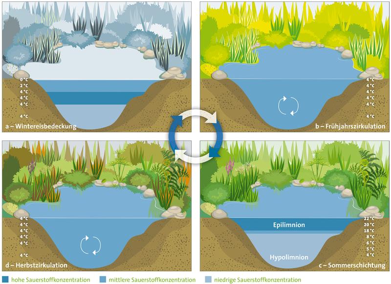 Zyklus eines typischen dimiktischen Sees: Die Wassersäule wird zweimal im Jahr durchmischt. 