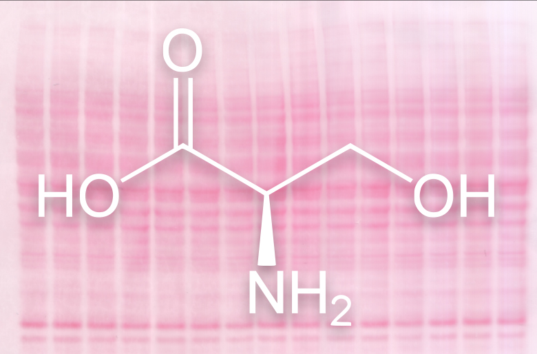 Strukturformel der Aminosäure Serin, die Bestandteile fast aller Proteine und Hauptangriffspunkt für die ADP Ribosylierung ist. Im Hintergrund eine Membran mit angefärbten Proteinen.