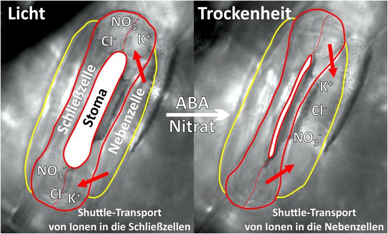 Die Vorgänge an einer Blattpore (Stoma) bei Gräsern. Beim Öffnen und Schließen werden Ionen im Shuttle-Transport zwischen Schließ- und Nebenzellen hin und her verschoben. 