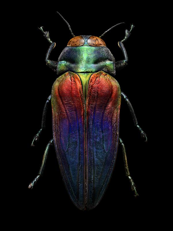 Levon Biss, Dreifarbiger Prachtkäfer, Belionota sumptuosa (Coleoptera, Buprestidae), Draufsicht, Fotografie