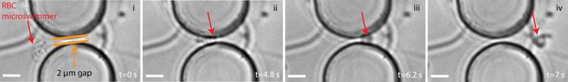 Der von einem Bakterium angetriebene Mikroschwimmer quetscht sich durch eine 2 µm kleine Lücke