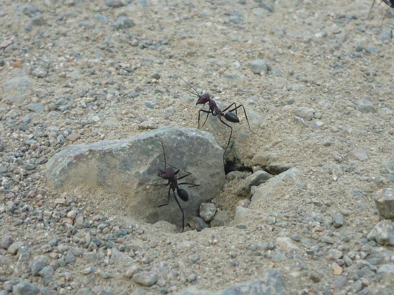 Desert ants (Cataglyphis) at the nest entrance.