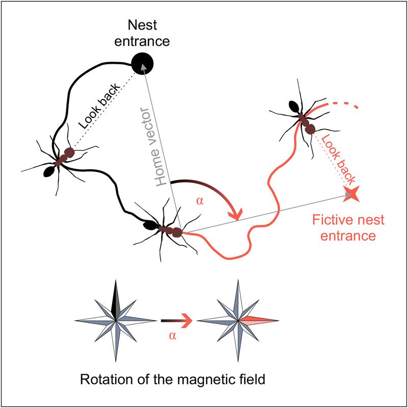 Looking for the nest entrance, Desert Ants use the geomagnetic field for orientation (black). This can be concluded from experiments, in which the geomagnetic field was artificially rotated (red).