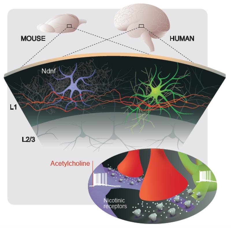 Neurons in the top-most layer of human and mouse neocortex. 