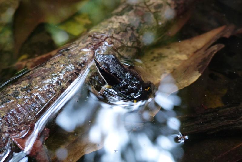 Pfeilgiftfrösche - vor allem die Männchen - entscheiden flexibel, wenn es um das Abladen der Kaulquappen in der richtigen Wasserstelle geht.