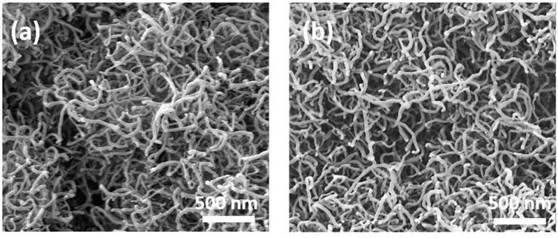 Elektronenmikroskopische Aufnahme von Nano-Drähten (Nanowires) auf der Oberfläche eines beschichteten Stents. 
