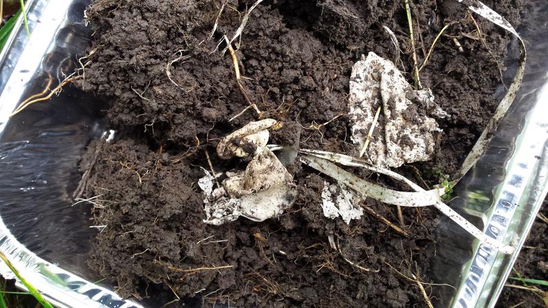 Also small balloons eventually turn into microplastics: remains of a balloon in a floodplain soil in the Vallée de Joux in the Canton of Vaud. 