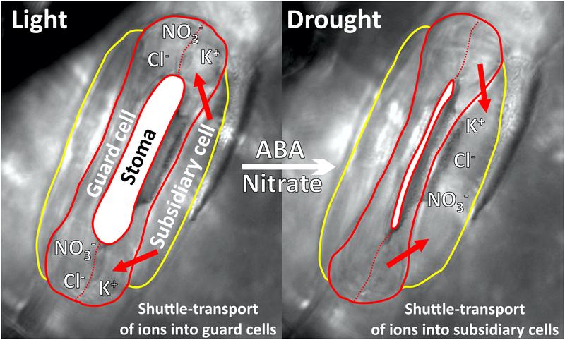 Processes in a leaf pore (stoma) of grasses. When the leaves open and close, a shuttle service takes ions to and fro between guard cells and subsidiary cells. 