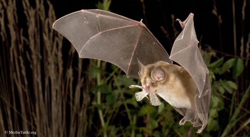  Greater horseshoe bats are specialized in capturing fluttering insects. 