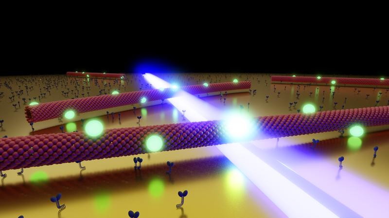 Microtubules, gliding through the optical near field (blue) of a nanostructured gold surface. The quantum dots (green) react to the local field by increasing their fluorescence rate.