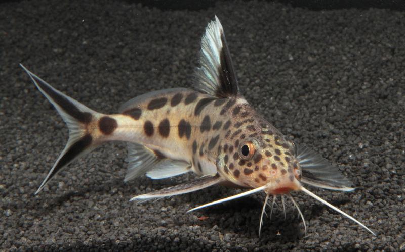  Erwachsener Kuckuckswels (Synodontis multipunctatus)