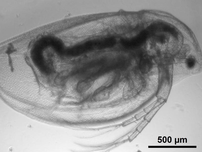 Um die Auswirkungen von Nanopartikeln aus Kläranlagen zu untersuchen, haben die WissenschaftlerInnen auch Wasserflöhe unter die Lupe genommen. 